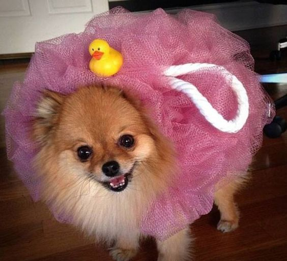 hedgehog costume for dogs