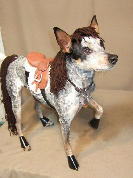 hedgehog costume for dogs